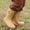 Rain Boot - Fawn